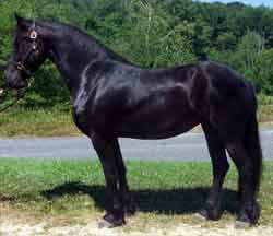 Friesian mare for sale